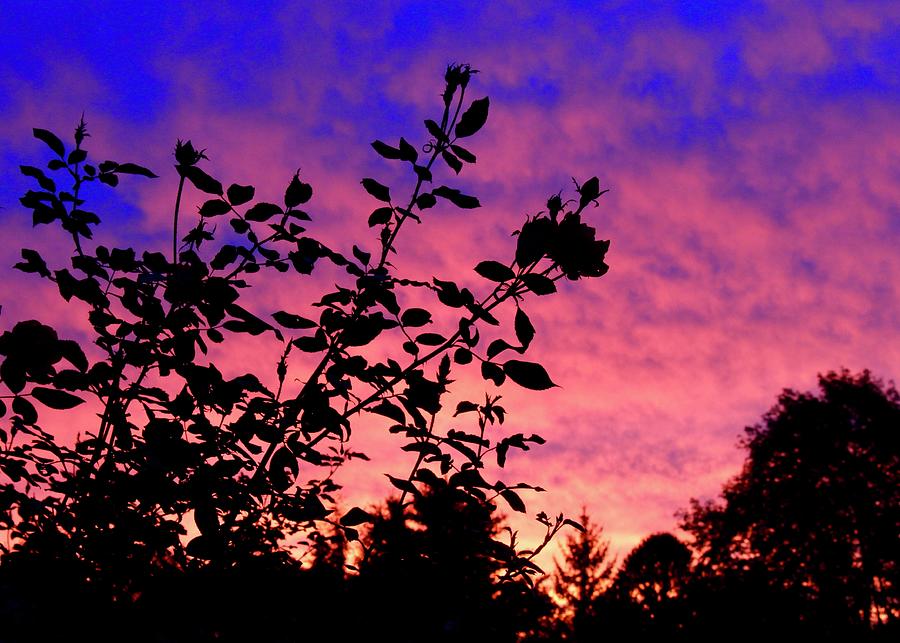 Rose silhouette against a rose colored sky. Photograph by Joy Buckels