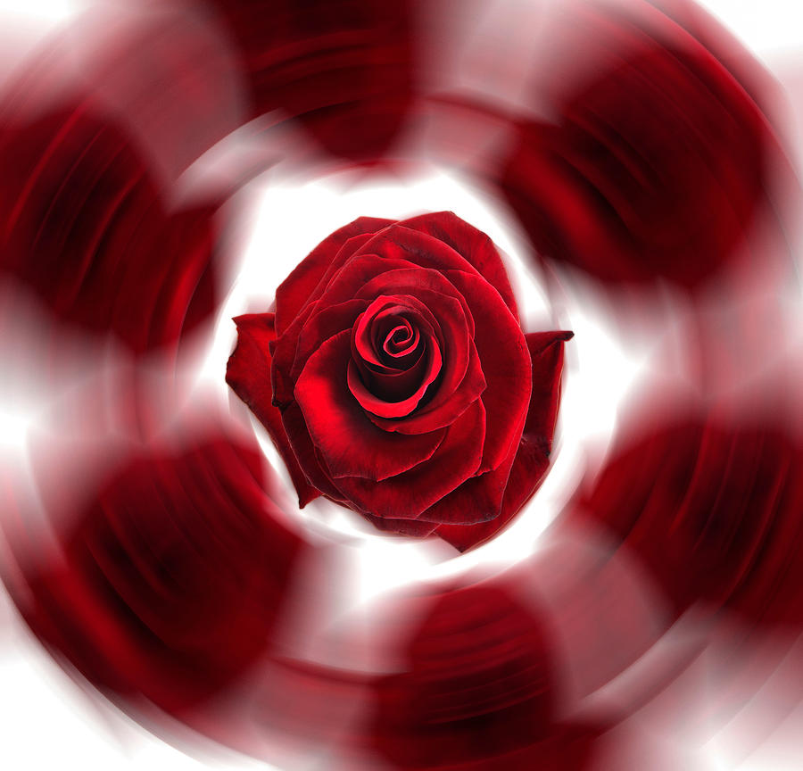 Rose spin Photograph by Rgbdigital