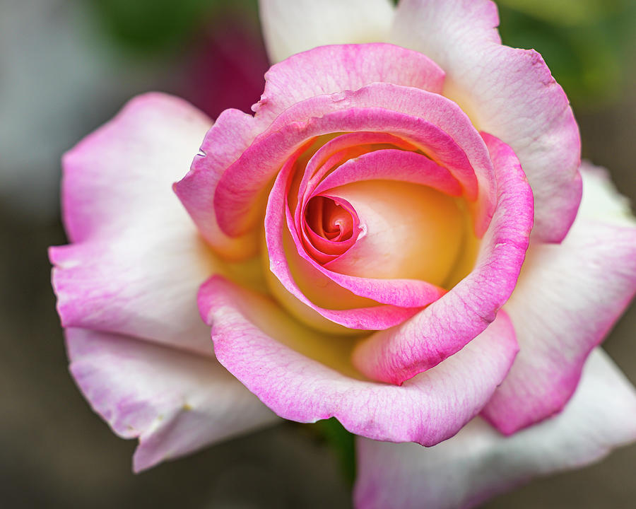 Rose Spiral Photograph by Mark Mille