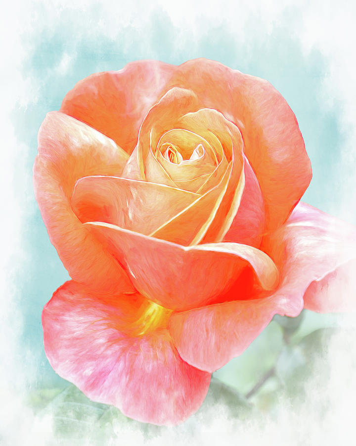 Rose Photograph by Sue Leonard
