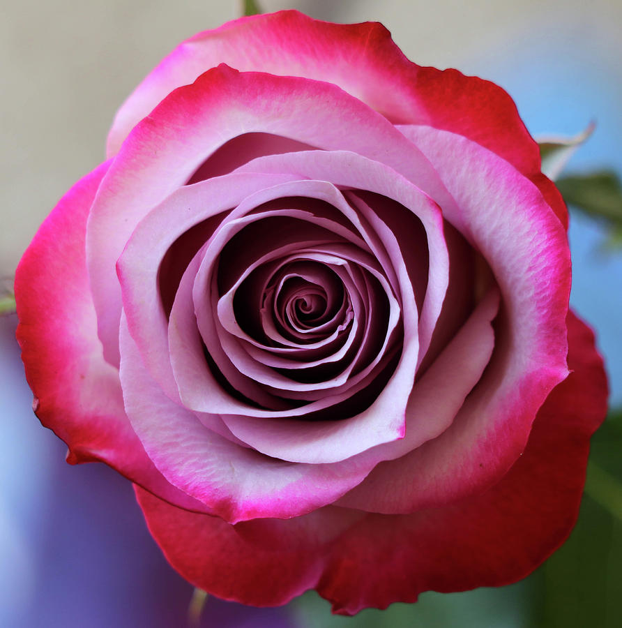 Rose Swirl Photograph by Mary Anne Delgado