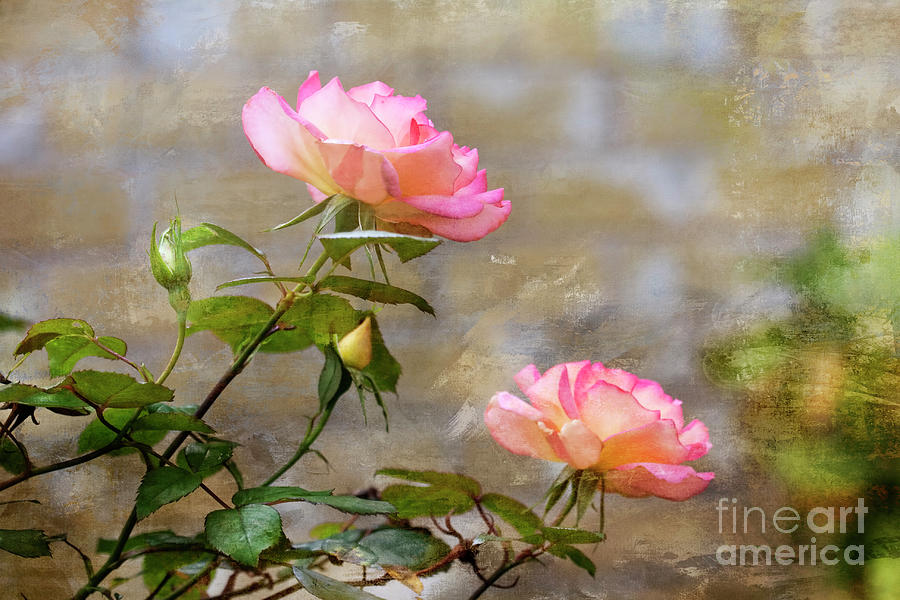 Rose Tapestry Photograph by Joan Bertucci