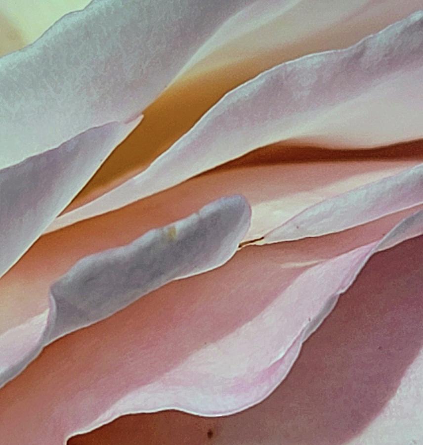 Rose Texture Photograph by Kathy Barney