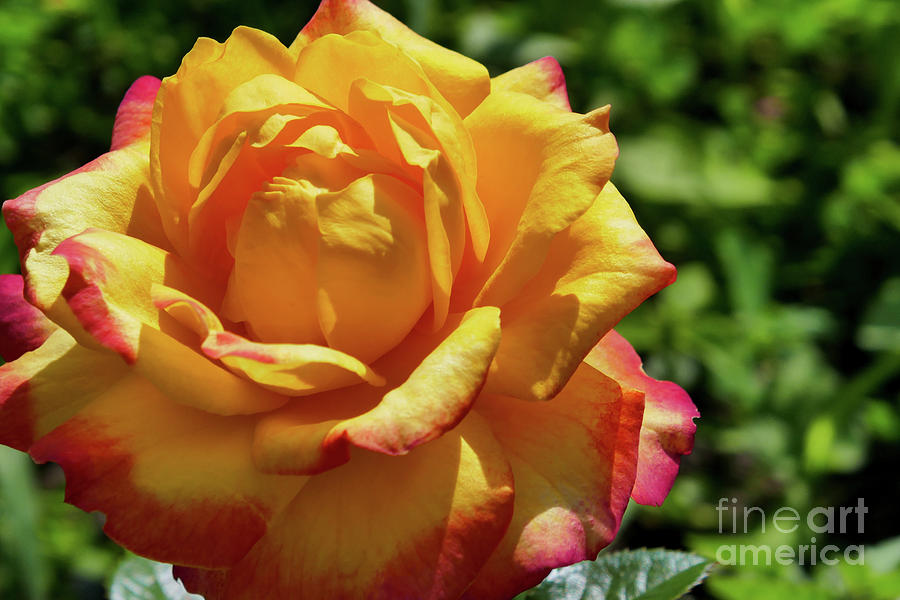 Nature Photograph - Yellow Rose With a Pink Tinting by Johanna Zettler