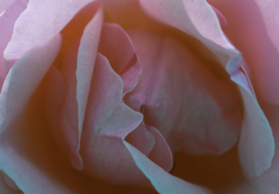 Flower Photograph - Rose by Tony Spencer
