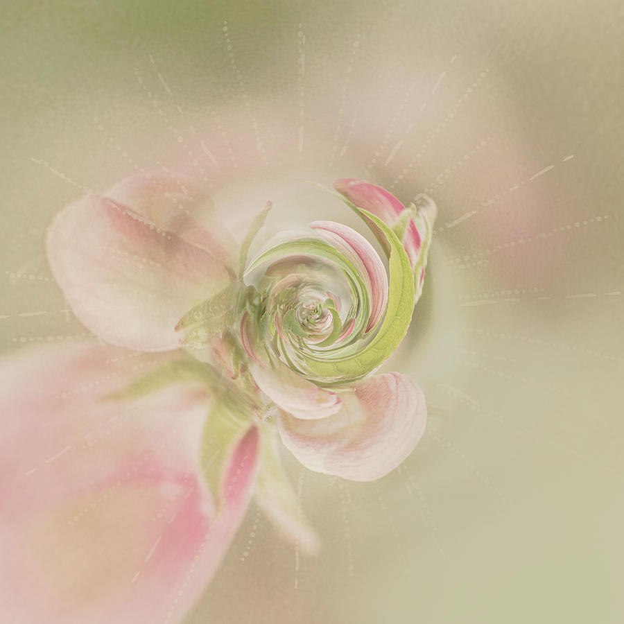 Rose Twirl Photograph by Jennifer Grossnickle