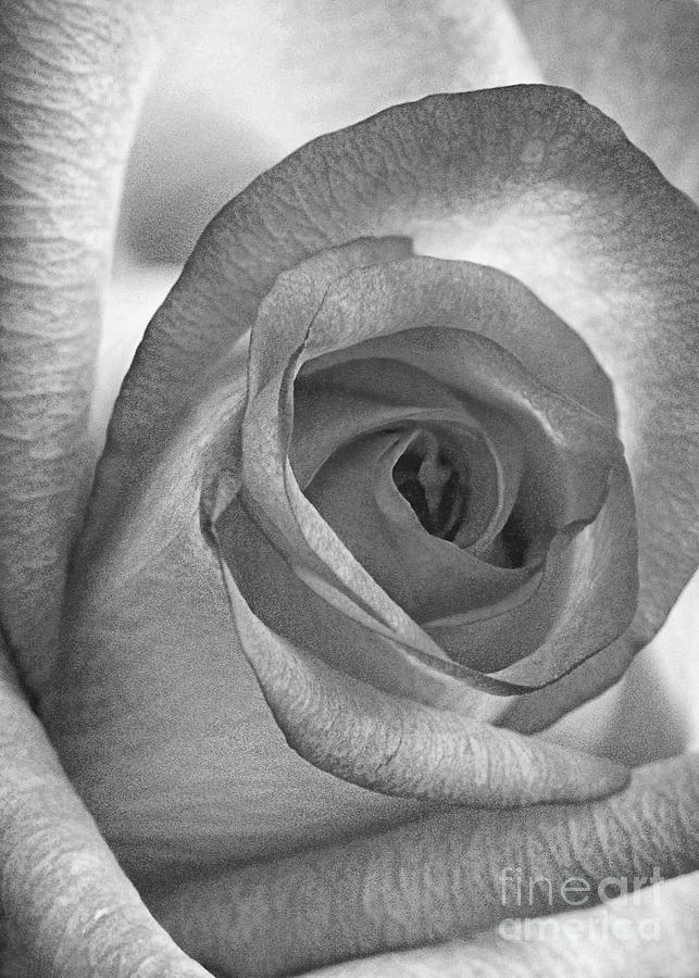 Rose Vertical Black And White Photograph by Sharon McConnell