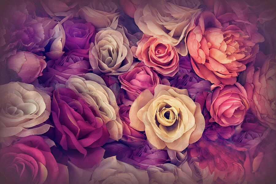 Rose Vignette Photograph by Jessica Jenney - Pixels
