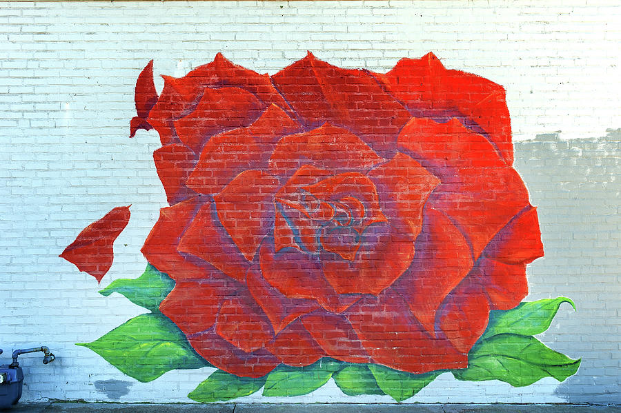 Rose Wall Photograph by Bud Simpson