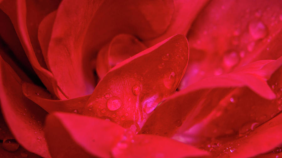 Rose Water Droplet Macro Photograph by Jason Fink