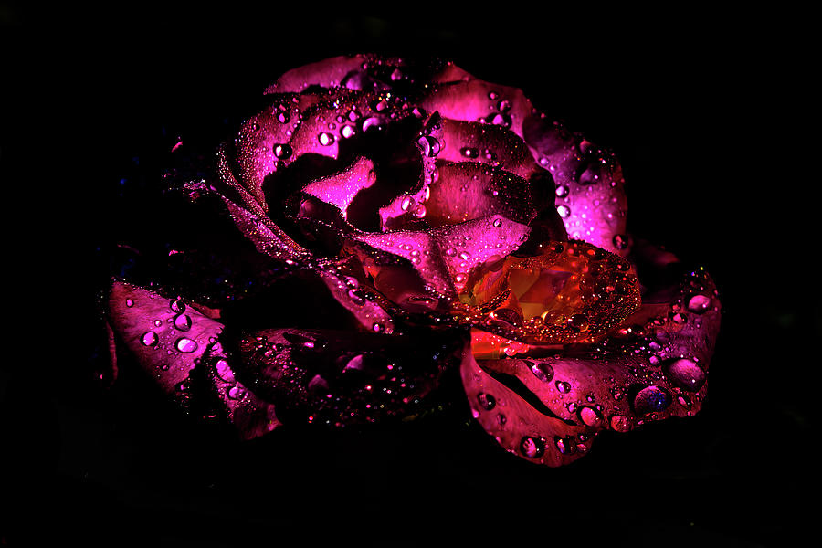 Rose water Photograph by Johannes Brienesse