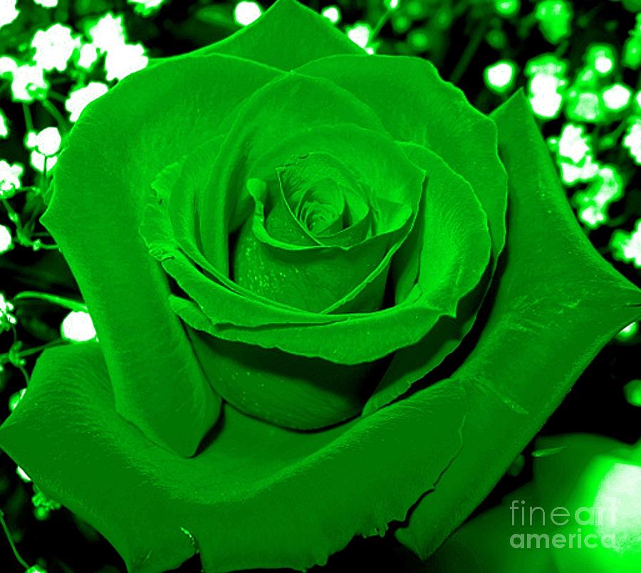 Rose with green coloring added Photograph by Rose Santuci-Sofranko