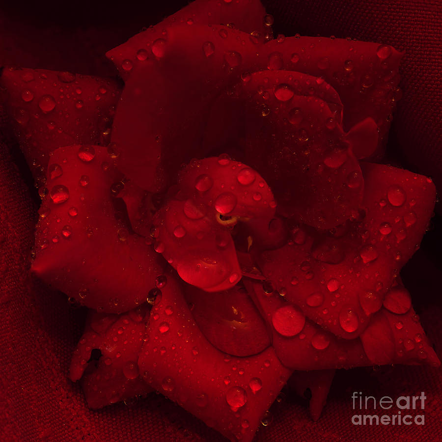 Rose with Water Droplets Photograph by Patrick Nowotny