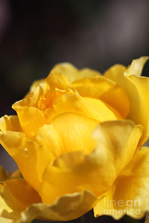 Rose Yellow Is Royal Photograph by Joy Watson