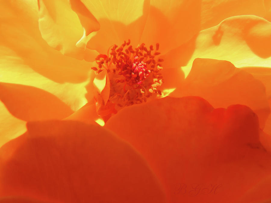 Rose Yellow Orange 4 - Floral Photography - Roses as Art Photograph by Brooks Garten Hauschild