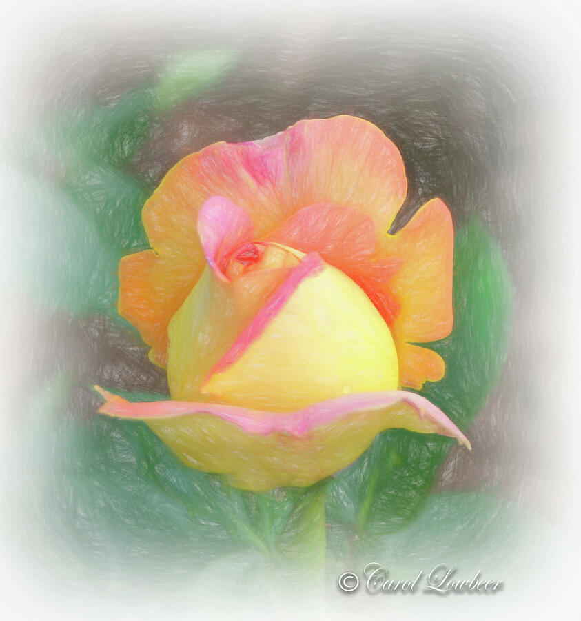 Rose Photograph - Lonely Beauty Thou Art a solitary rose by Carol Lowbeer