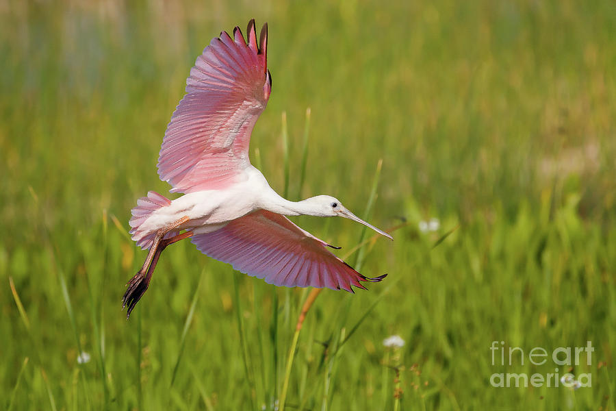 Roseata Spoonbill Photograph by Les Greenwood