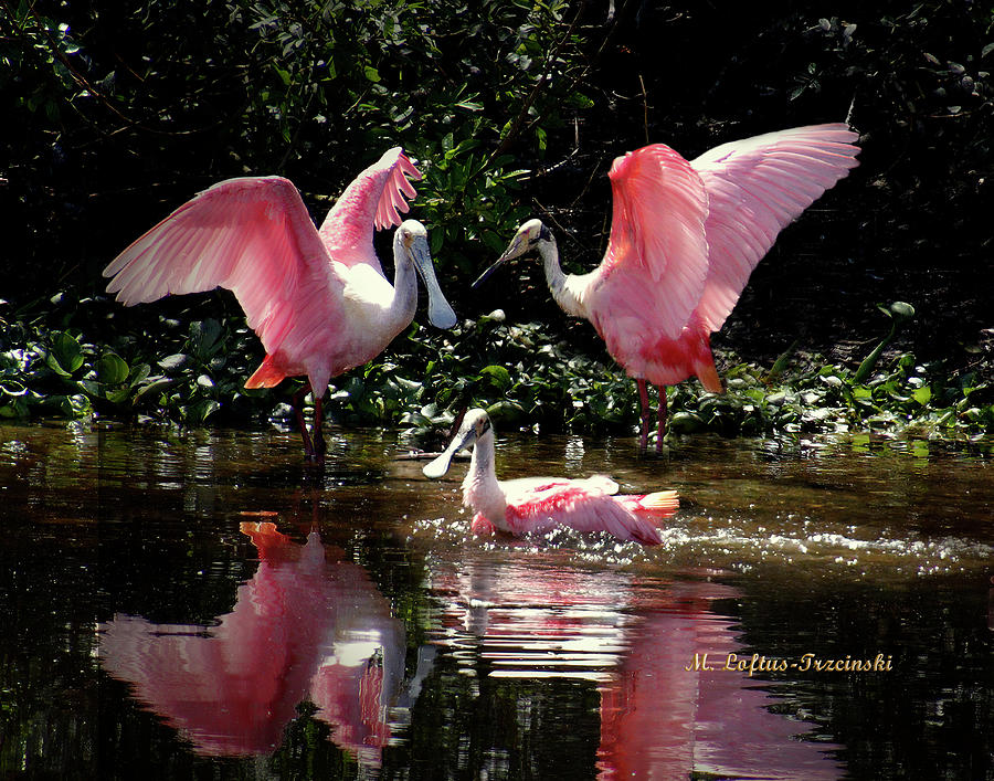 Roseata Spoonbills - The Ballet Photograph by Michele A Loftus