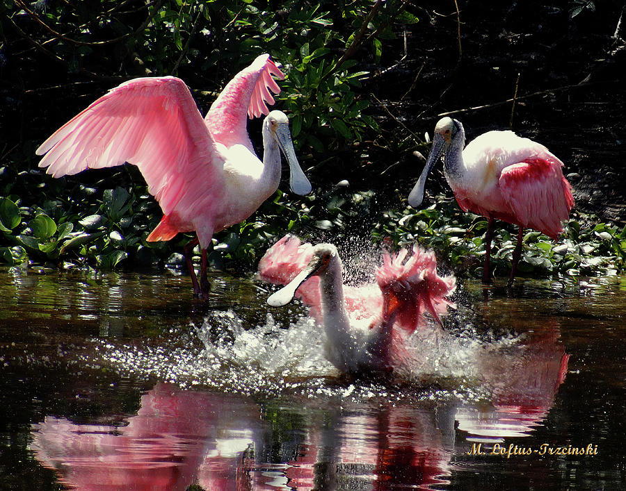 Roseata Spoonbills - Waterplay Photograph by Michele A Loftus