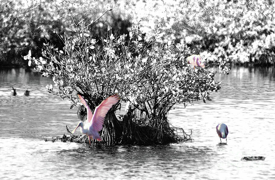 Roseate On A Mangrove Photograph by Brenda Harle - Fine Art America