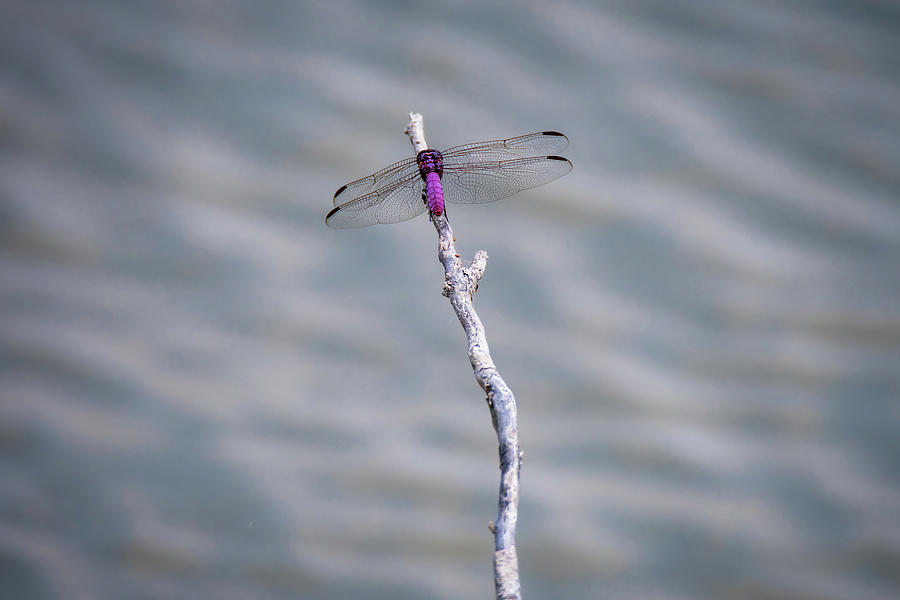 Roseate Skimmer Over Water Photograph