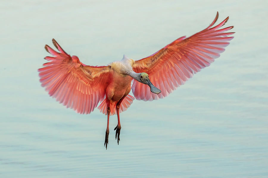 Bird Photograph - Roseate Soft Landing by MaryJane Sesto