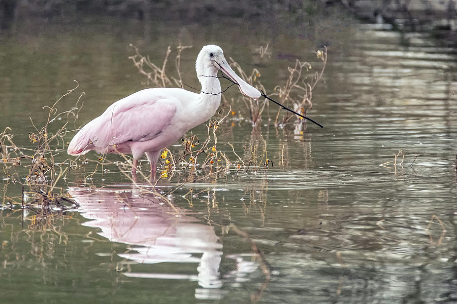 Roseate Spoonbill 0246-020321-2 Photograph by Tam Ryan