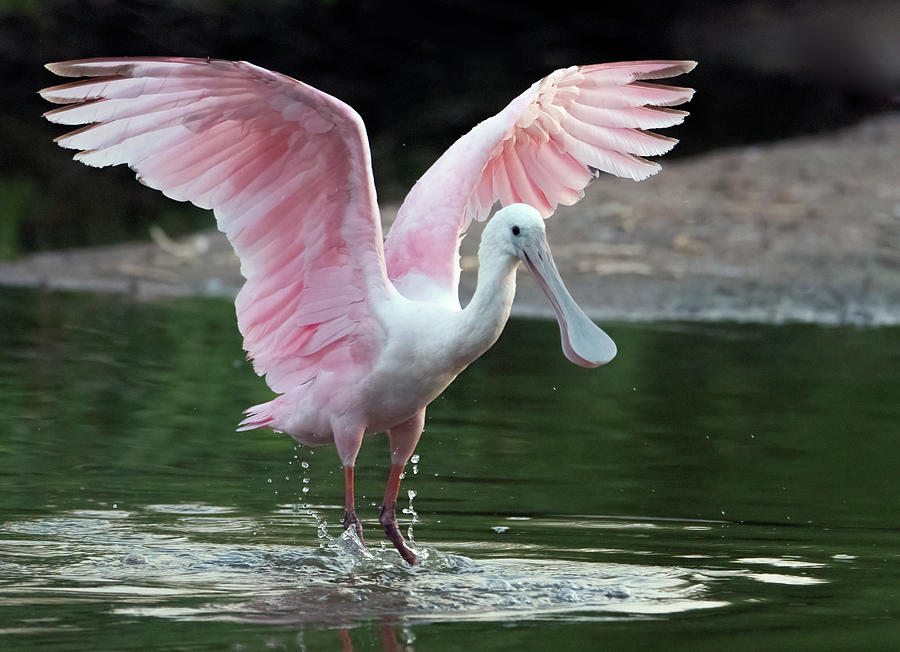 Roseate Spoonbill 0380-062921-2 Photograph by Tam Ryan