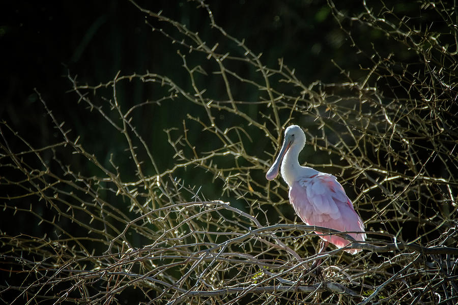 Roseate Spoonbill 0586-020521 Photograph by Tam Ryan