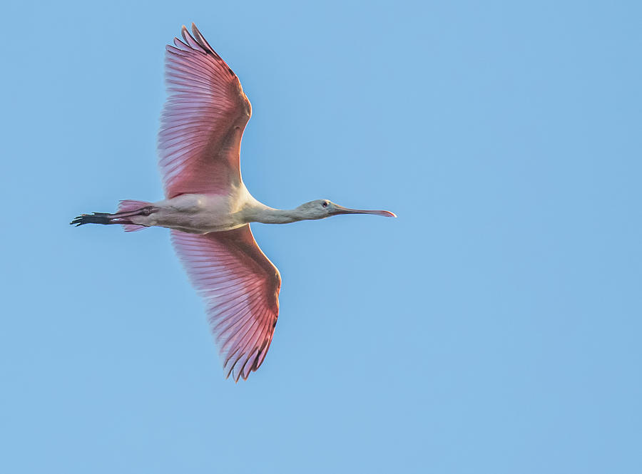 Roseate Spoonbill 0618-092520-2 Photograph by Tam Ryan