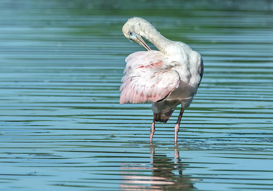 Roseate Spoonbill 0809-092520-2 Photograph by Tam Ryan