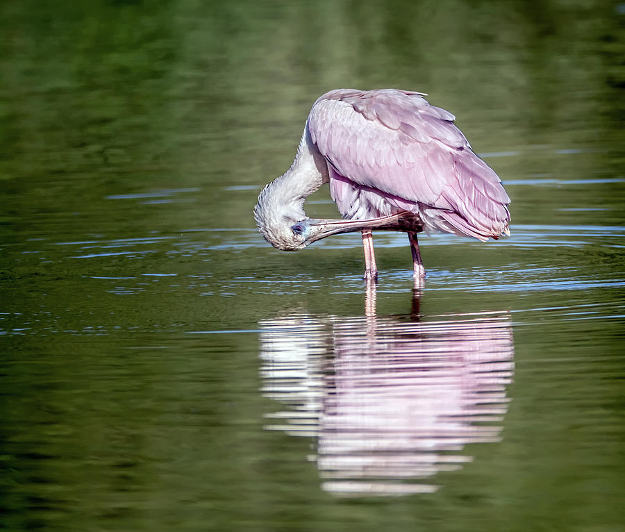 Roseate Spoonbill 0938-092520-2 Photograph by Tam Ryan