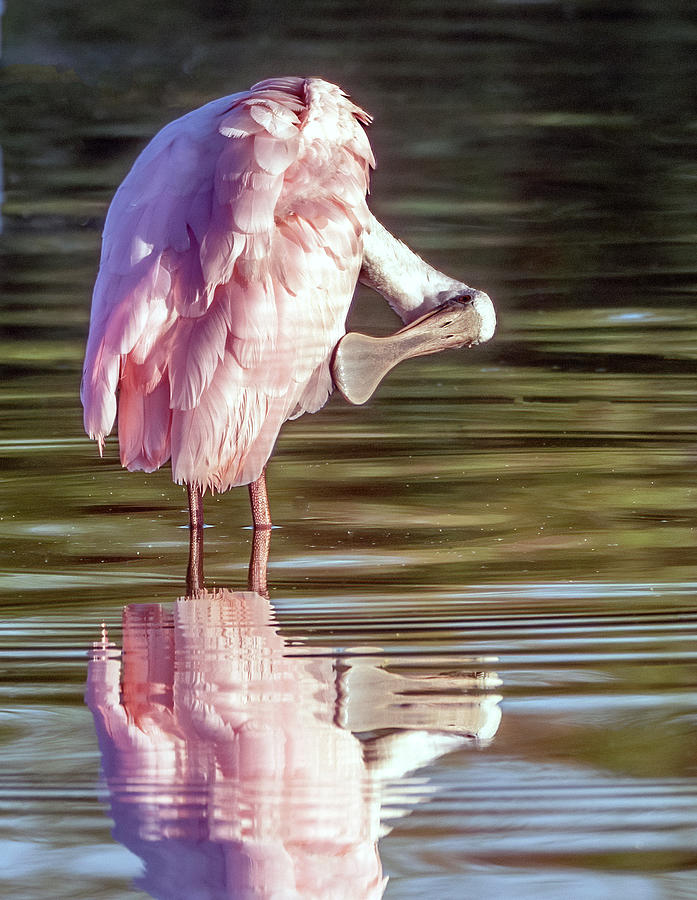 Roseate Spoonbill 0970-063021-2 Photograph by Tam Ryan