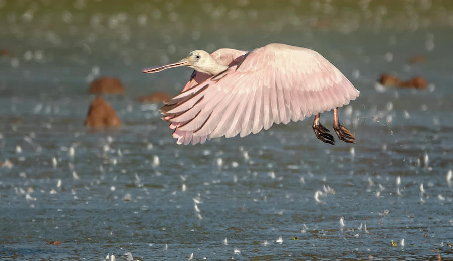 Roseate Spoonbill 1153-092620-2 Photograph by Tam Ryan
