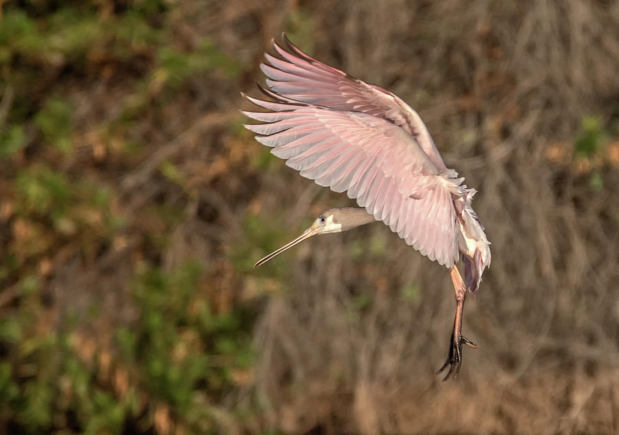 Roseate Spoonbill 1155-092620-2 Photograph by Tam Ryan