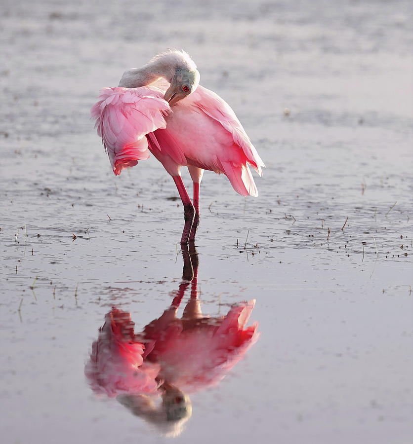 Roseate Spoonbill 12 Photograph by Mingming Jiang