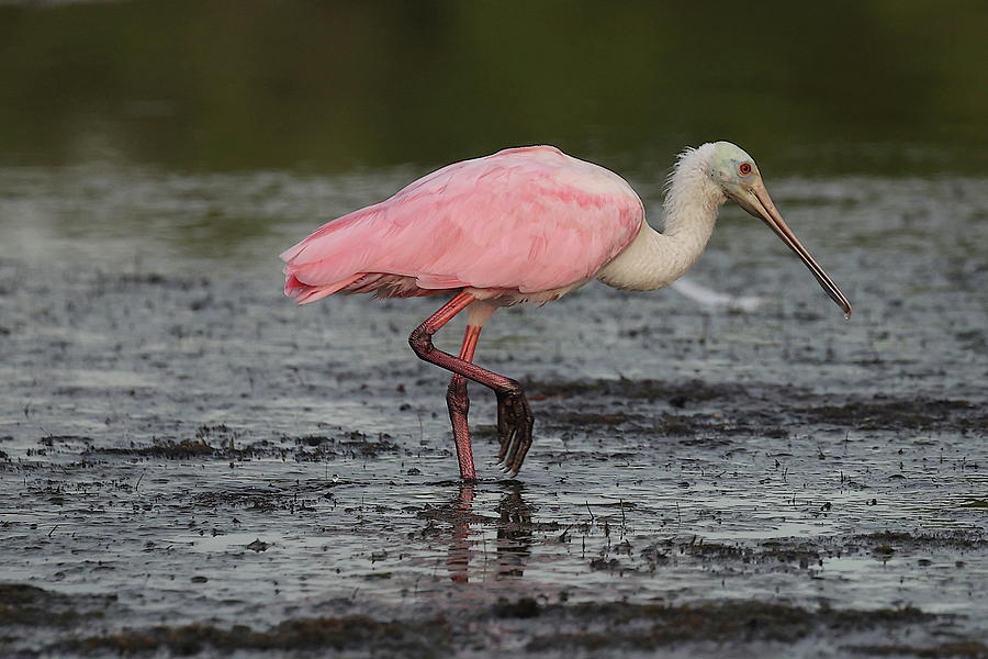 Roseate Spoonbill 13 Photograph by Mingming Jiang