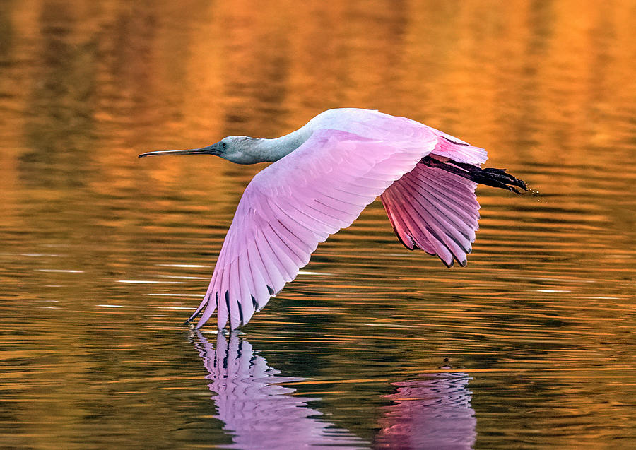 Roseate Spoonbill 1398-110621-2 Photograph by Tam Ryan