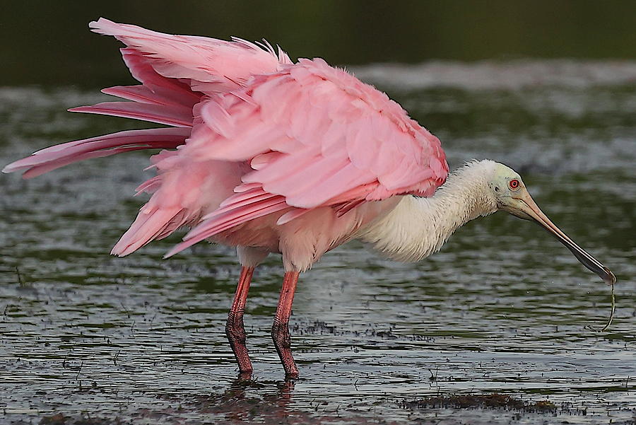 Roseate Spoonbill 14 Photograph by Mingming Jiang