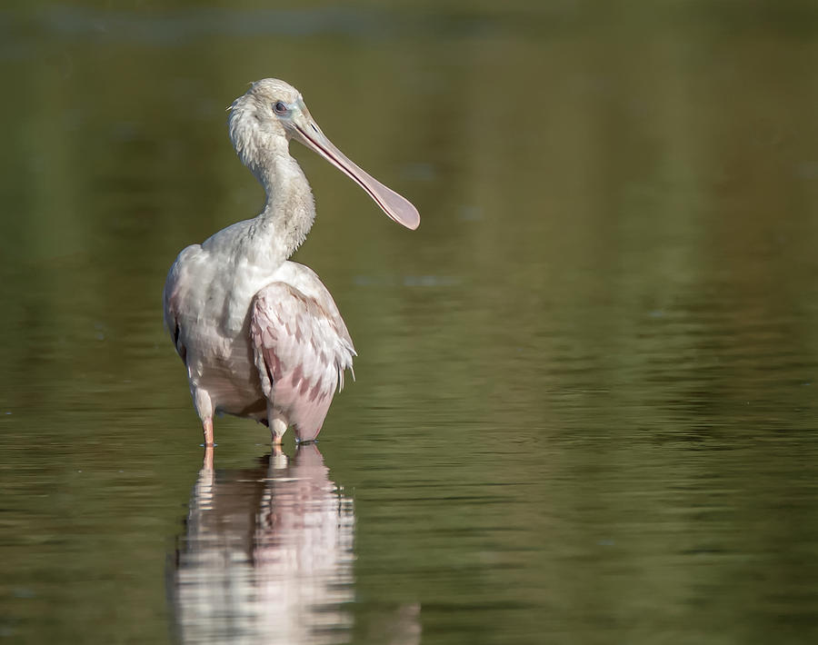 Roseate Spoonbill 1469-092720 Photograph by Tam Ryan
