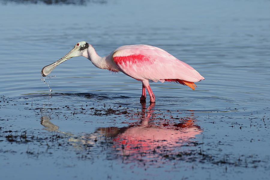 Roseate Spoonbill 15 Photograph by Mingming Jiang
