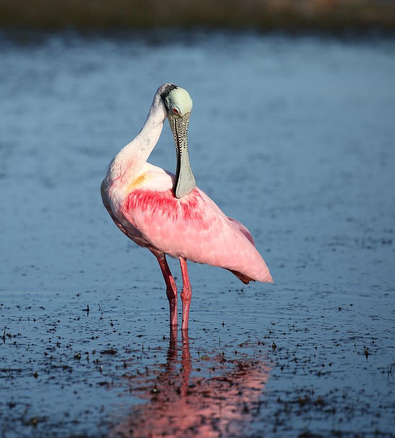 Roseate Spoonbill 16 Photograph by Mingming Jiang