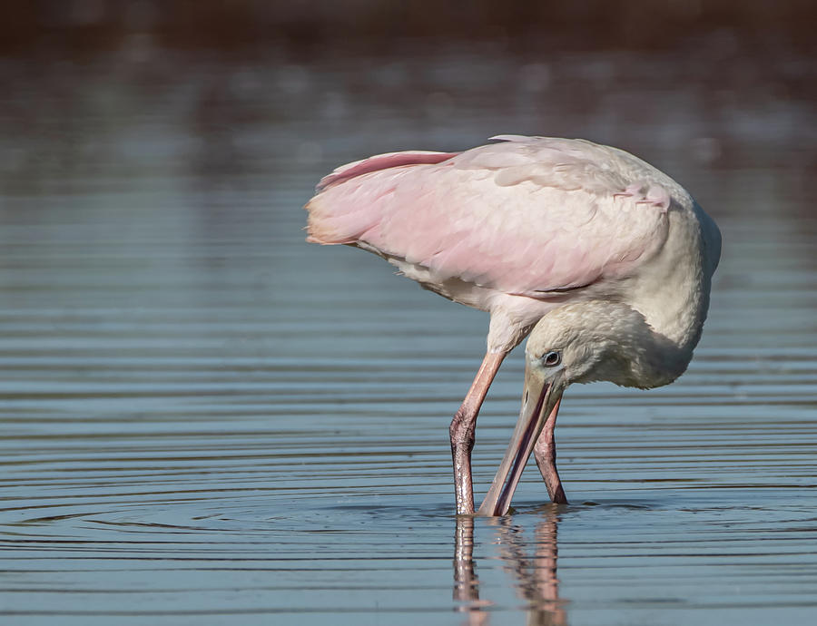 Roseate Spoonbill 1660-092820-2 Photograph by Tam Ryan