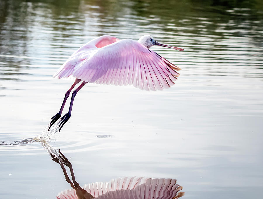 Roseate Spoonbill 1663-111220-2 Photograph by Tam Ryan