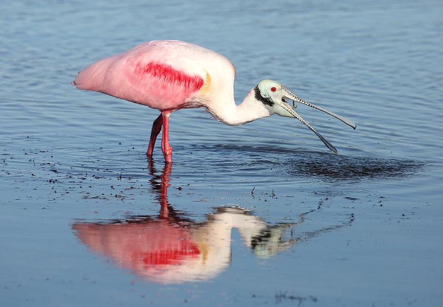 Roseate Spoonbill 17 Photograph by Mingming Jiang