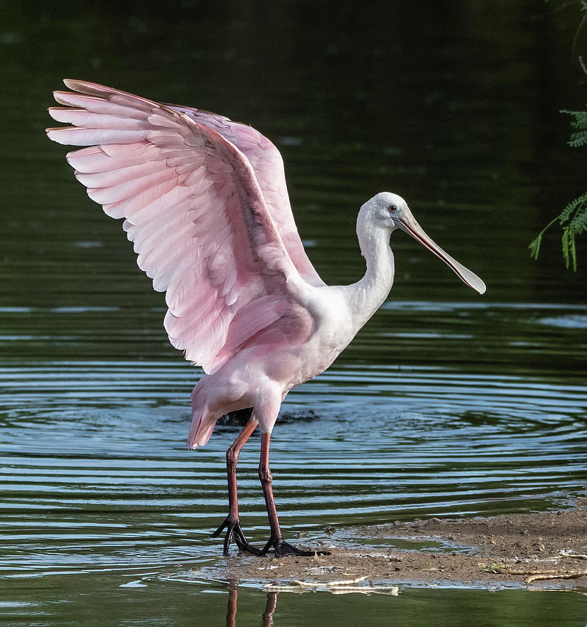 Roseate Spoonbill 1944-070421-2 Photograph by Tam Ryan