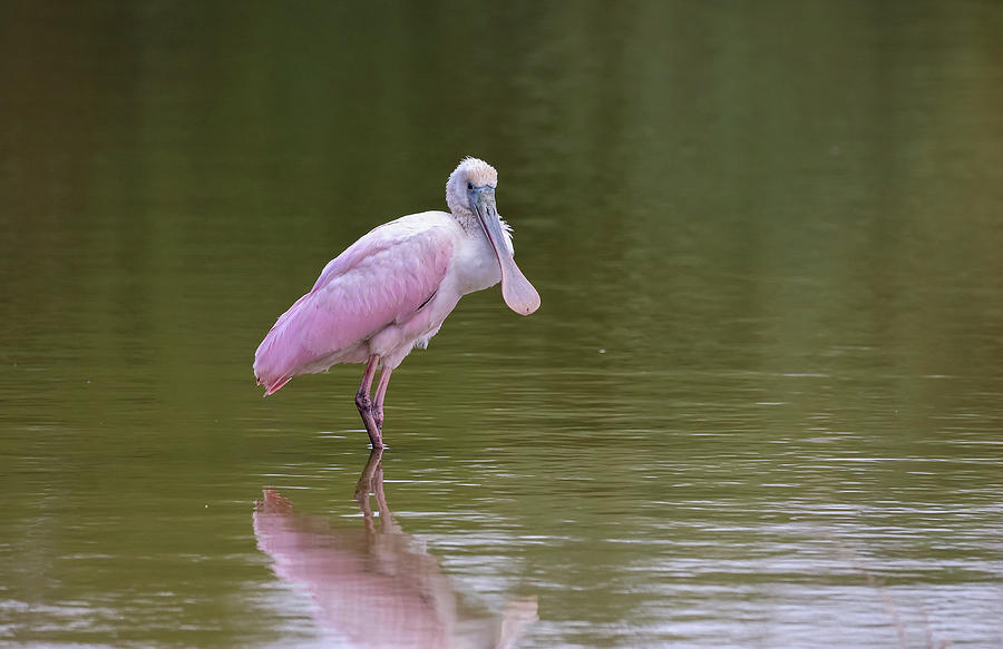 Roseate Spoonbill 2 Photograph by Dawn Richards