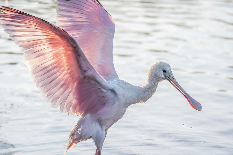 Roseate Spoonbill 2080-111320-1 Photograph by Tam Ryan