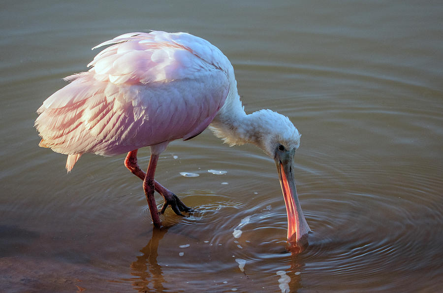Roseate Spoonbill 2134-111320-2 Photograph by Tam Ryan