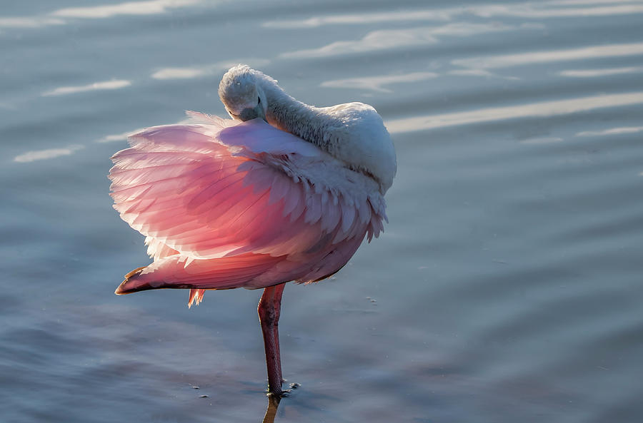 Roseate Spoonbill 2150-111320-2 Photograph by Tam Ryan